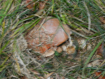 ritrovamenti 11 ottobre